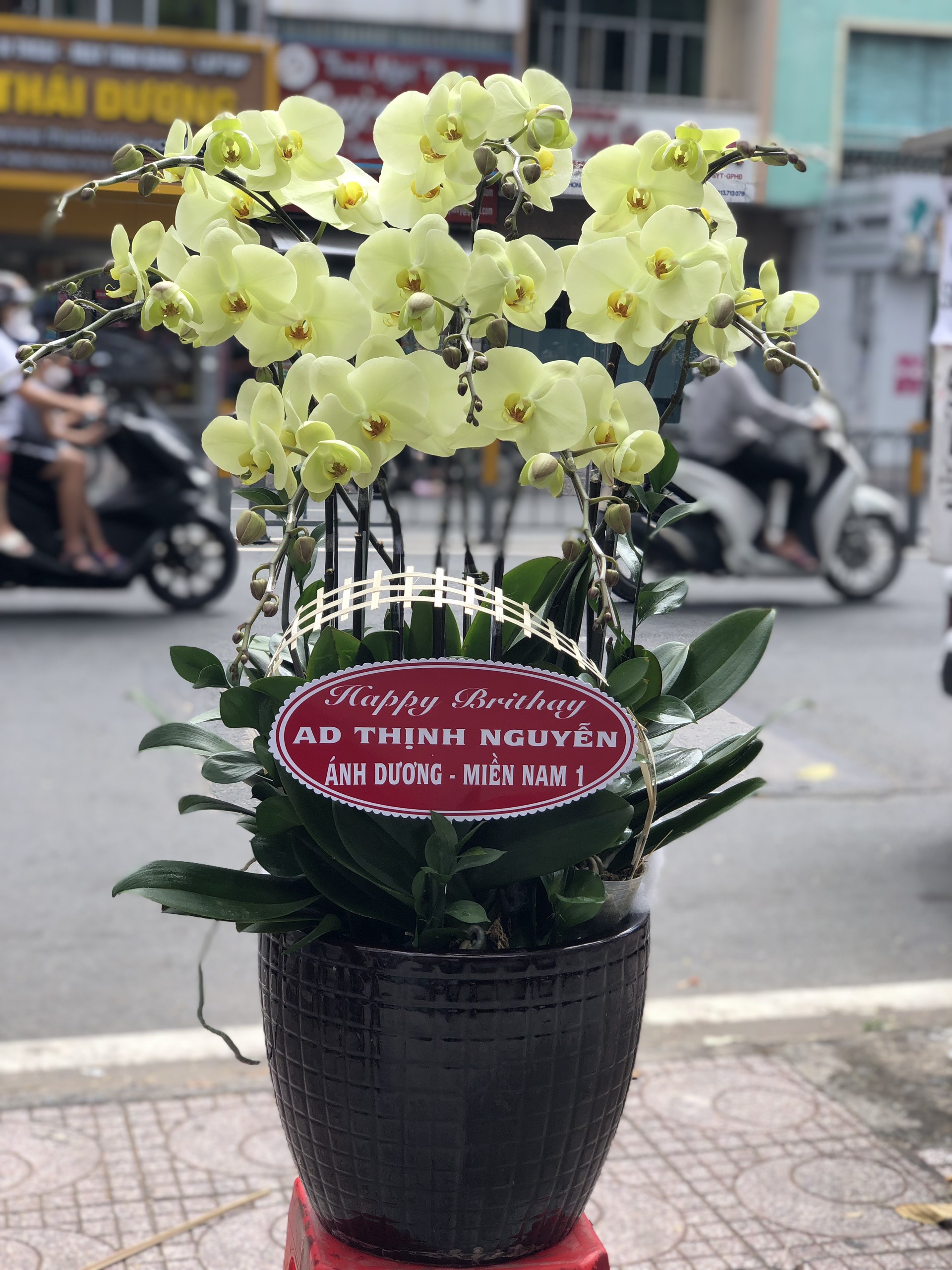 Hoa Lan Sinh Nhật 00126